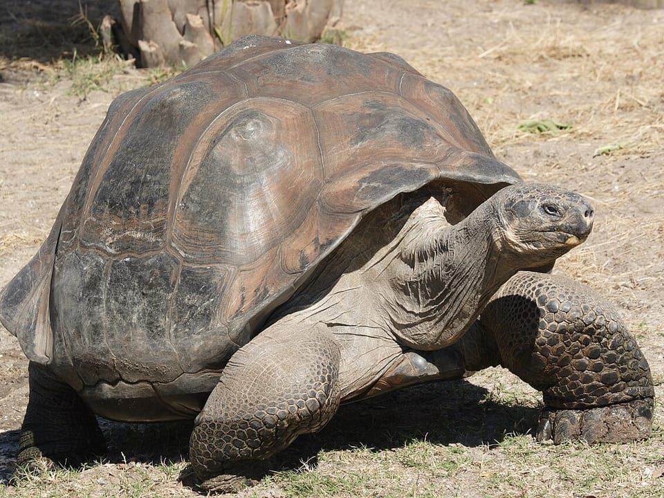 A Galápagos giant tortoise walking on bare ground