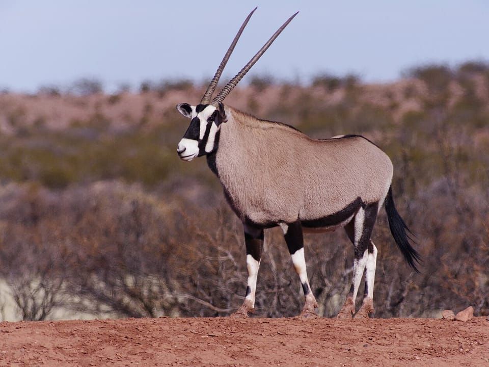 A gemsbok with long straight horns standing in red desert scrub