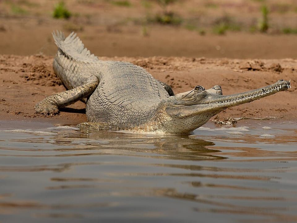 A gharial with its long, narrow snout resting on a sandy riverbank