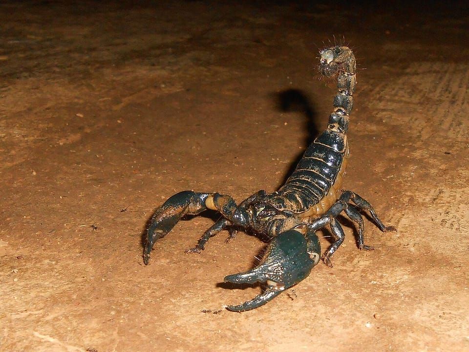 A giant forest scorpion on bare earth with its tail raised