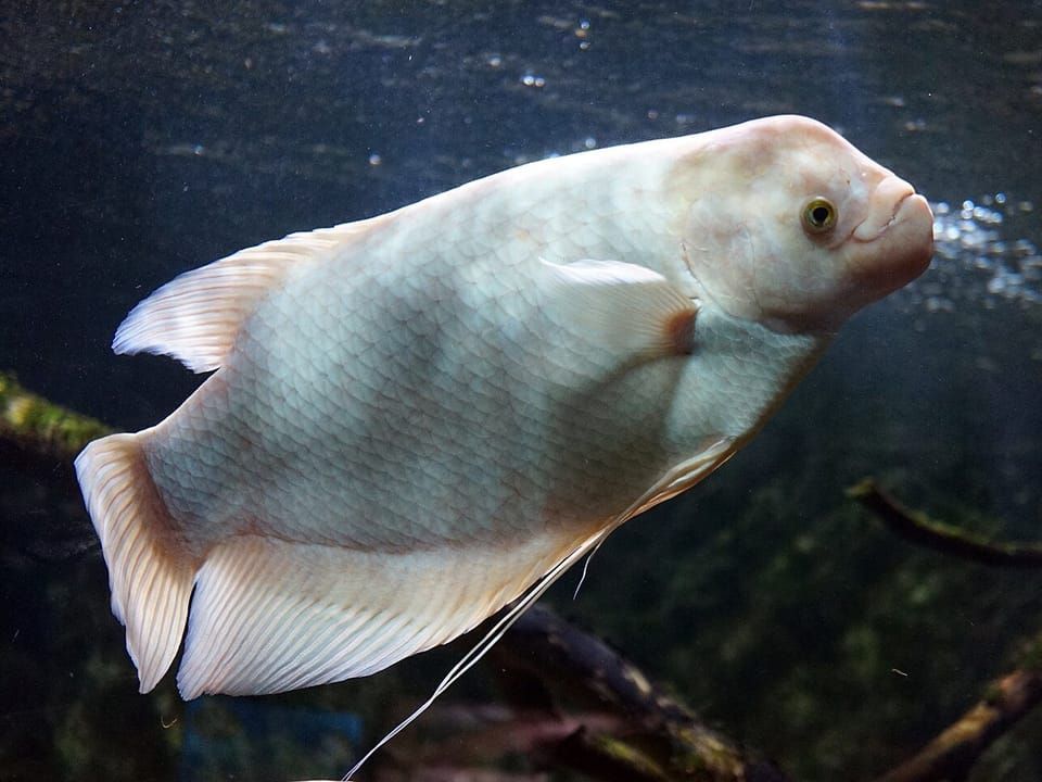 A pale giant gourami swimming in an aquarium