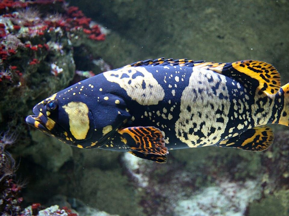 A young giant grouper with yellow and black blotches