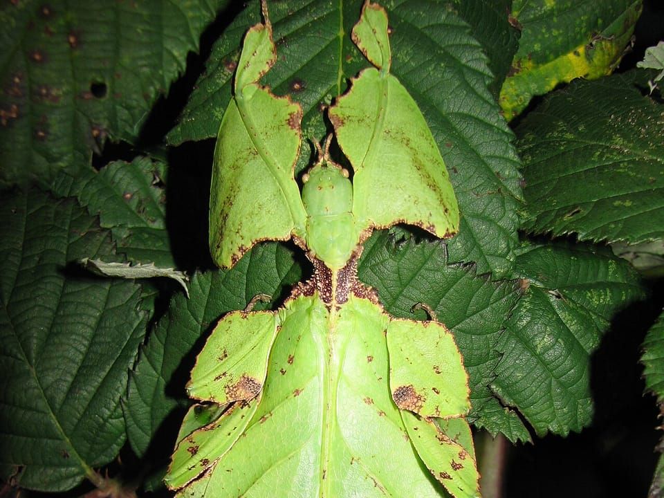 A green giant Malaysian leaf insect, shaped like a leaf, on a plant