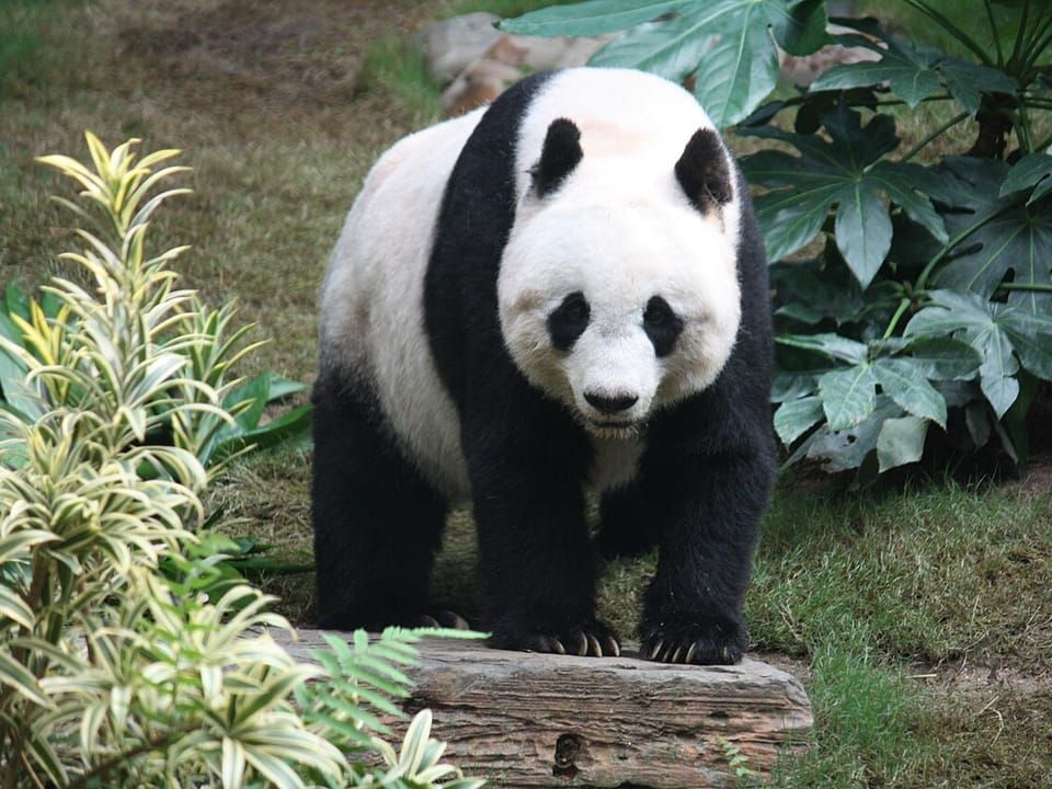 A giant panda walking among green plants