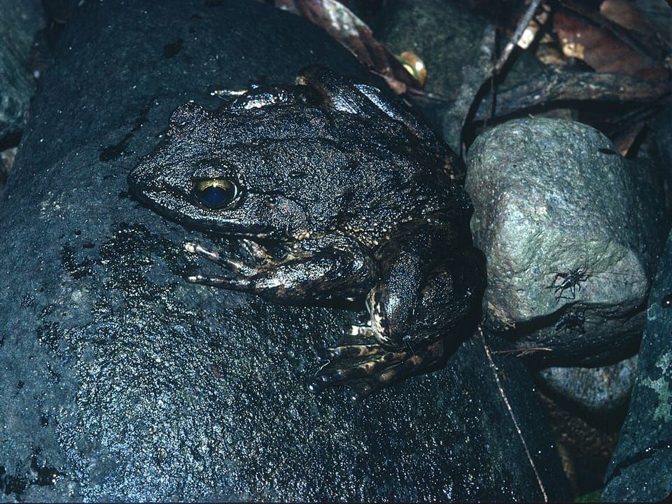 A giant slippery frog sitting on a wet rock