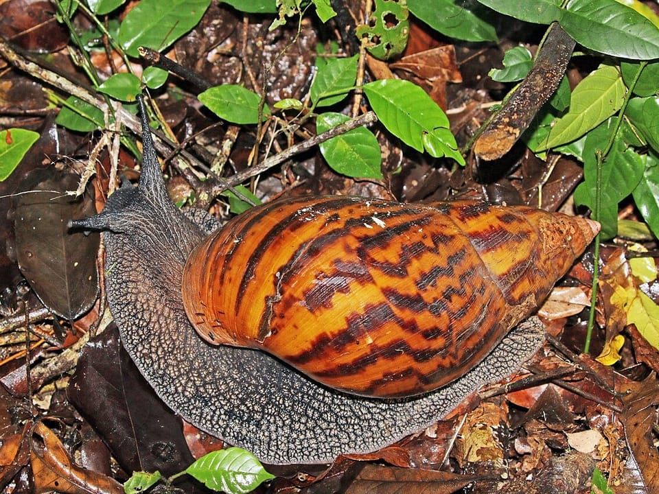 A giant tiger land snail with a striped brown shell crawling over leaves