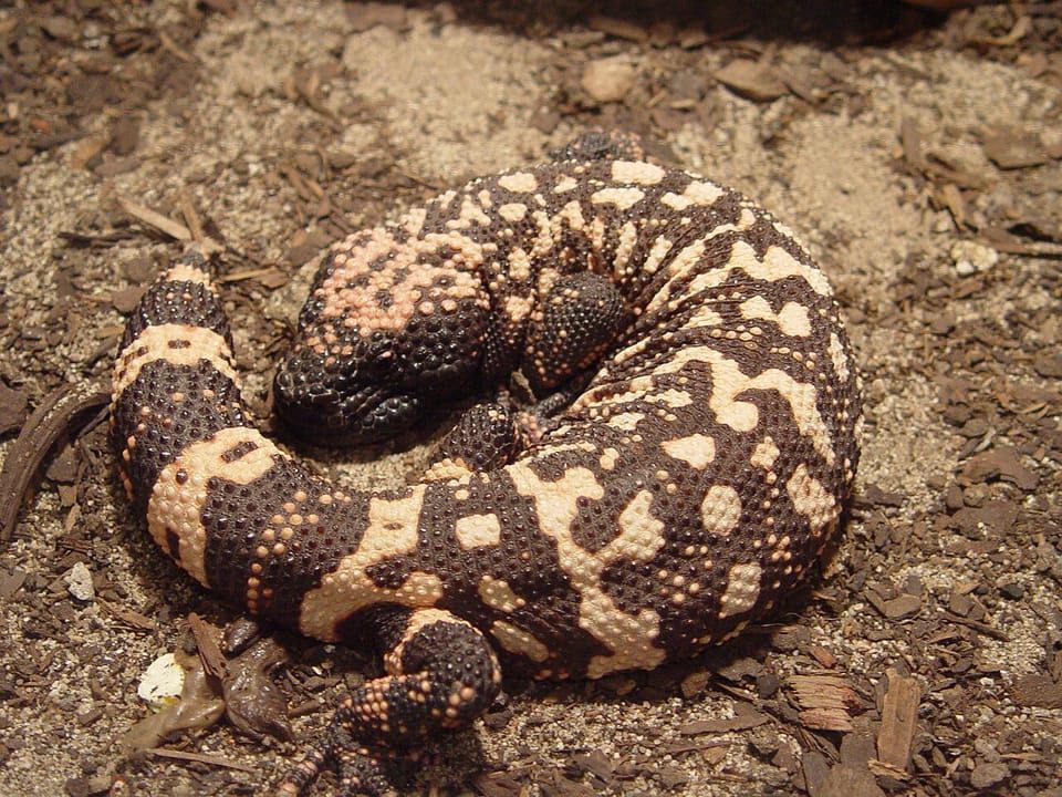 A Gila monster with pink and black beaded skin lying on dry soil