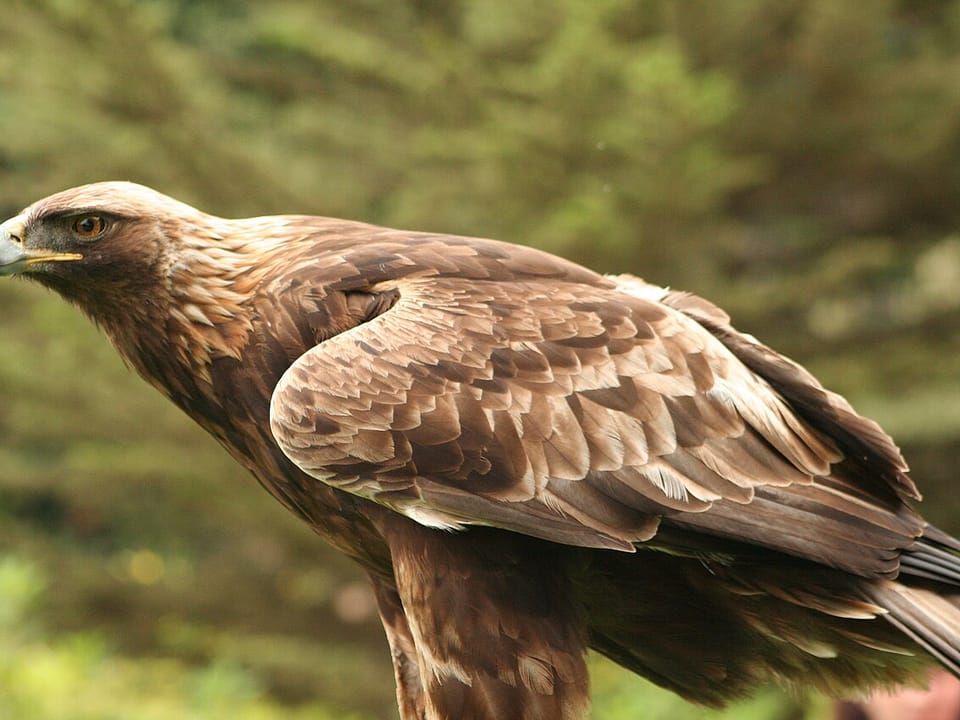 A golden eagle perched with its wings slightly open