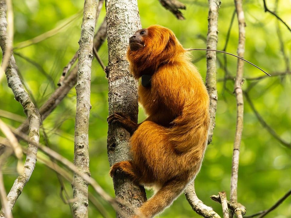 A golden lion tamarin clinging to a thin tree trunk