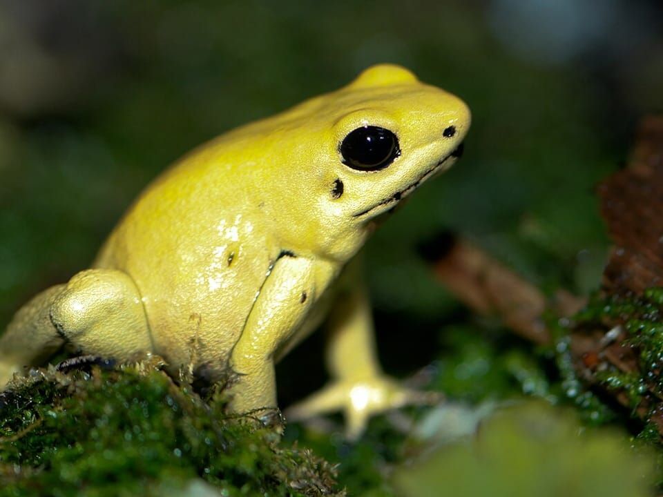 A bright yellow golden poison frog sitting on moss