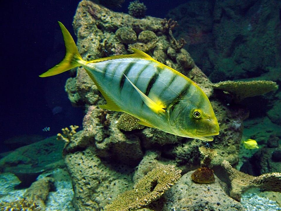 A golden trevally with dark bars swimming past coral