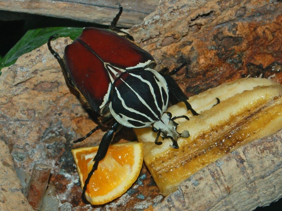 A Goliath beetle with a black and white striped head and dark red wing cases, feeding on fruit