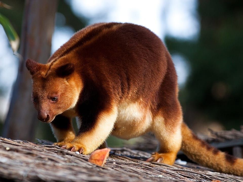 A Goodfellow's tree-kangaroo with a red-brown coat walking along a log