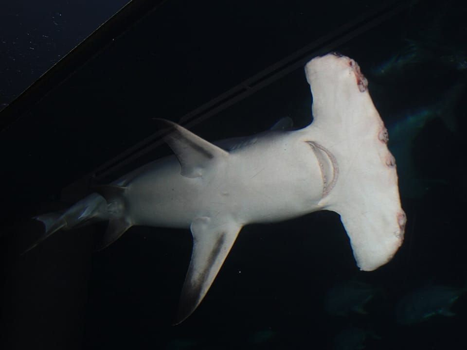 A great hammerhead shark swimming in an aquarium