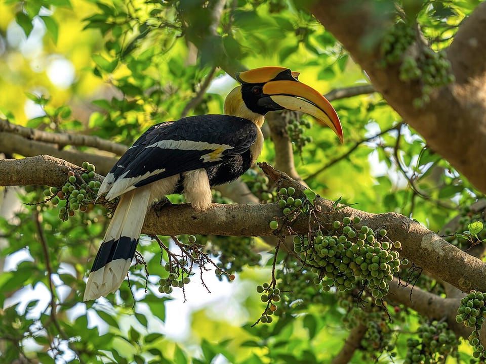 A great hornbill with a yellow casque perched in a tree