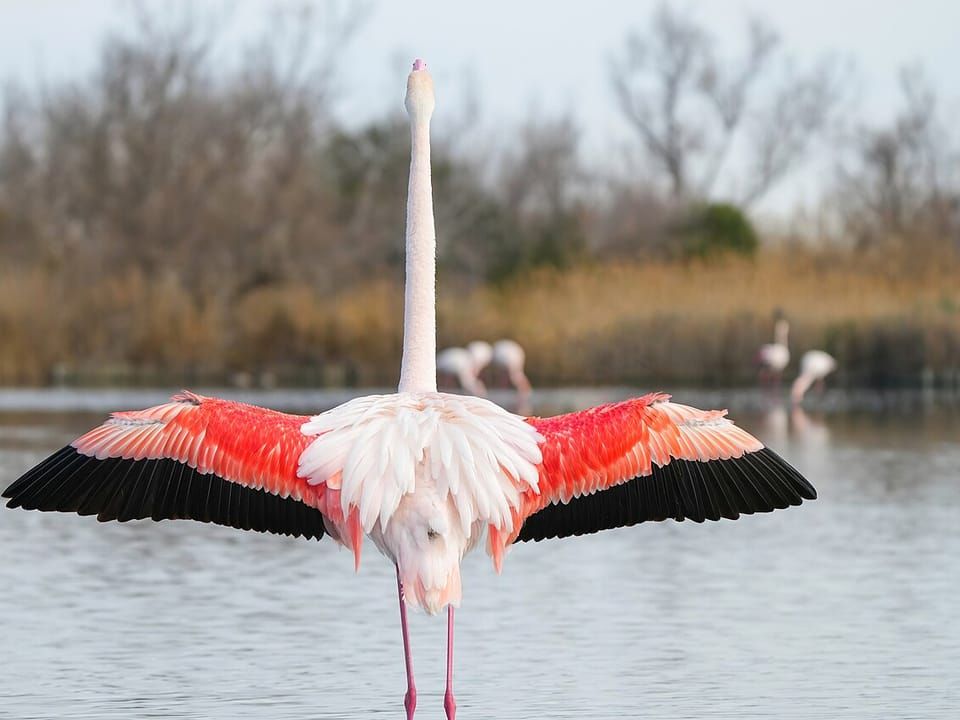A greater flamingo spreading its pink and black wings in shallow water