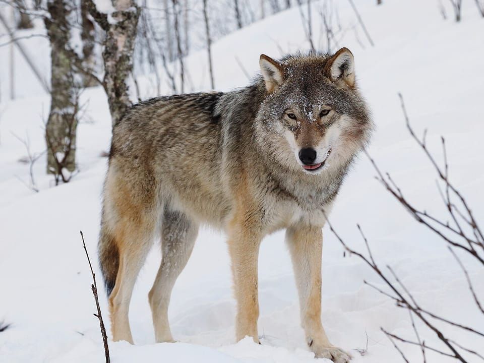 A grey wolf standing in snow among bare trees