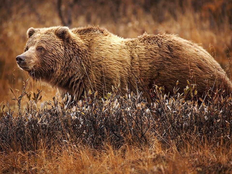 A grizzly bear walking through autumn grass