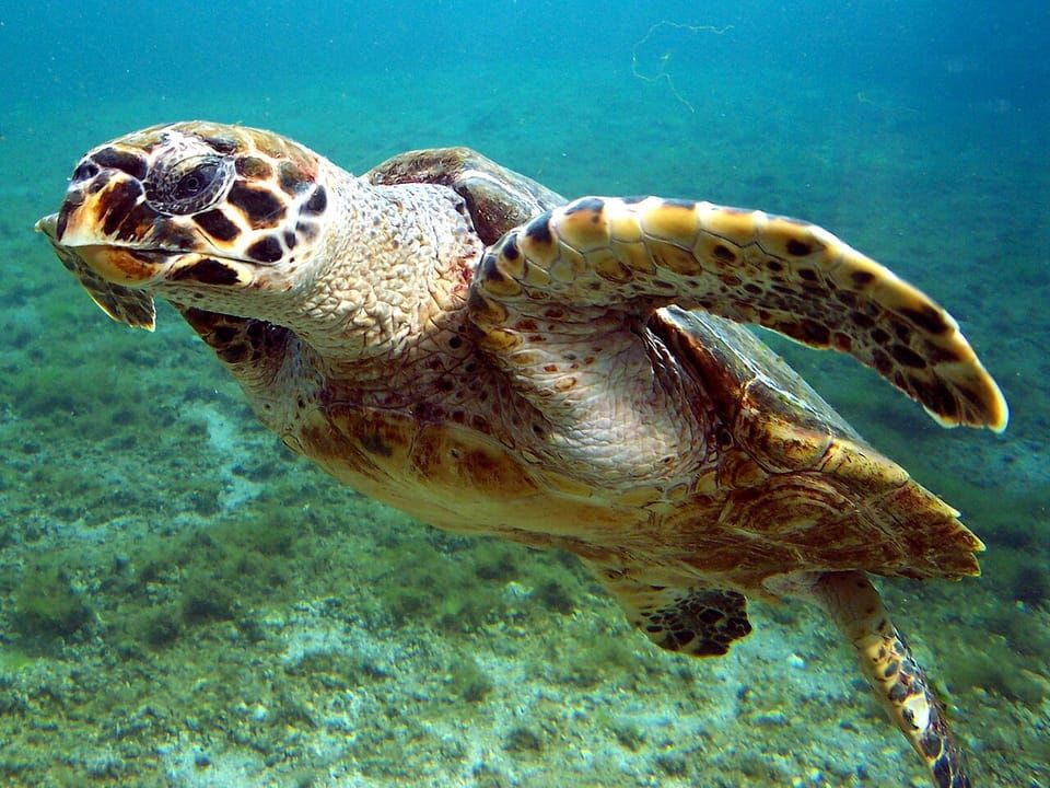 A hawksbill turtle swimming over a sandy seabed