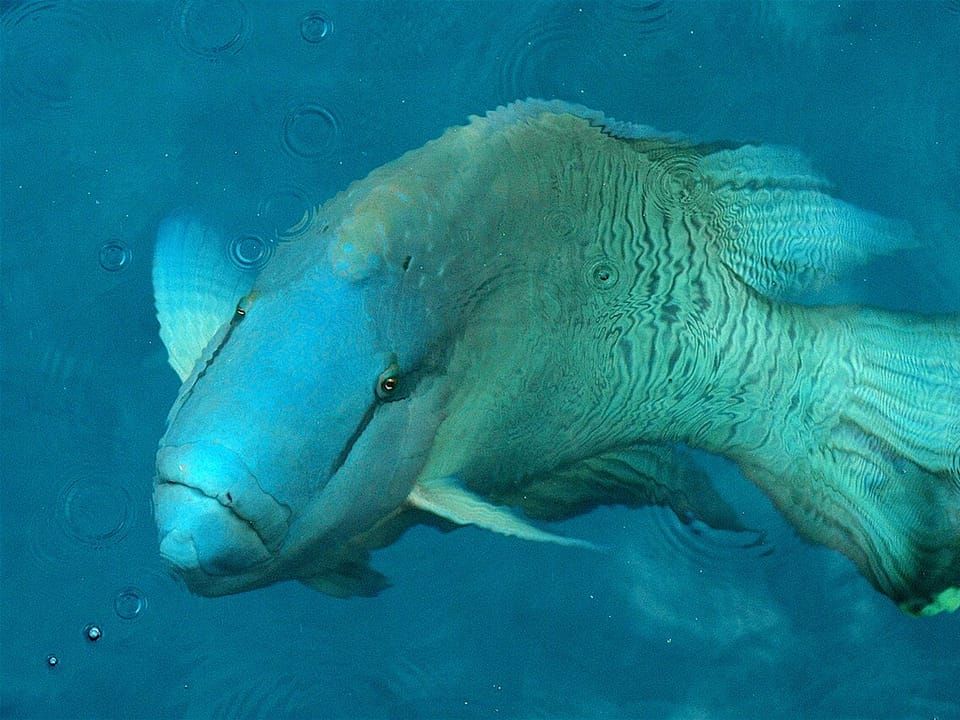 A humphead wrasse with a bulging forehead in blue water