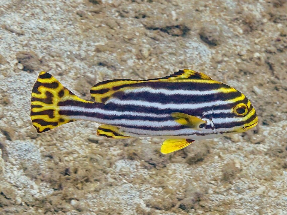 An Indian Ocean oriental sweetlips with black and white stripes and yellow fins
