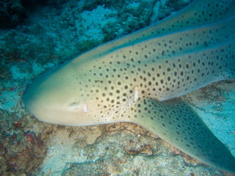 An Indo-Pacific leopard shark with a pale, spotted body