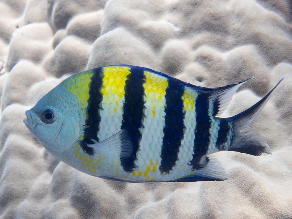 An Indo-Pacific sergeant with black bars and a yellow back