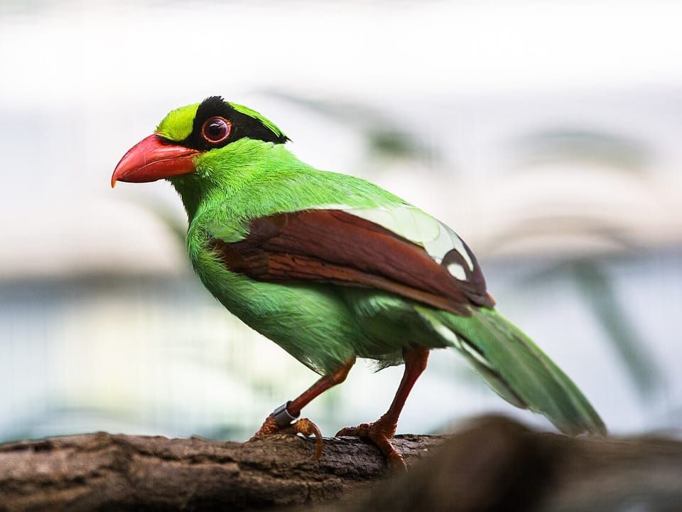 A Javan green magpie with a red bill and chestnut wings perched on a branch