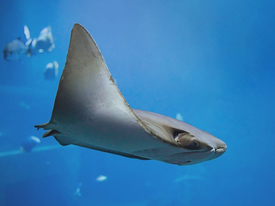 An Oman cownose ray, a close relative of the Javanese cownose ray, swimming in blue water