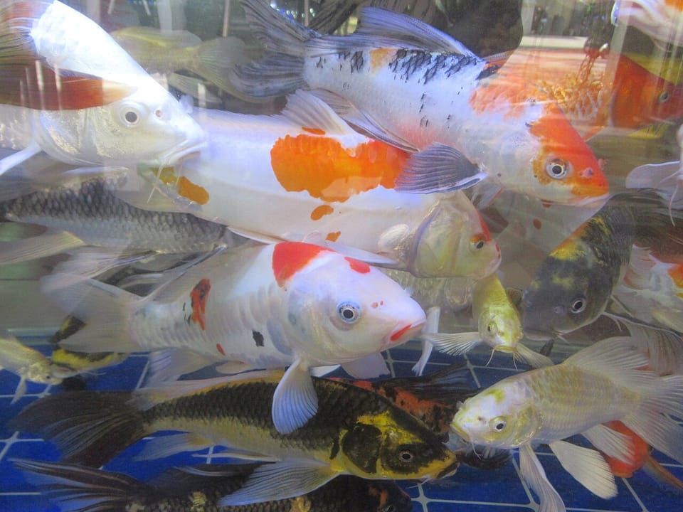 Koi with white, orange and black markings swimming in an aquarium