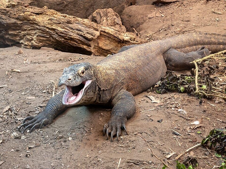 A Komodo dragon lying on the ground with its mouth open