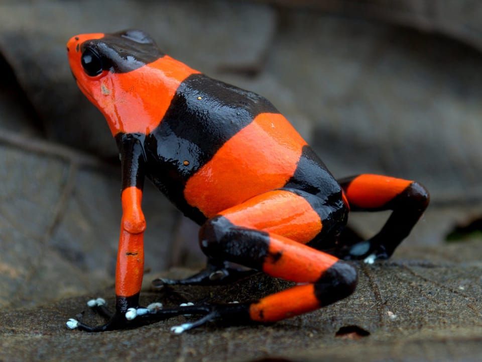A Lehmann's poison frog with red and black bands