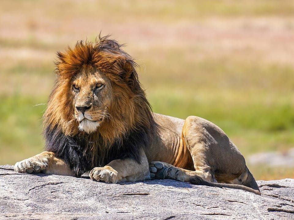 A male lion with a dark mane lying on a rock
