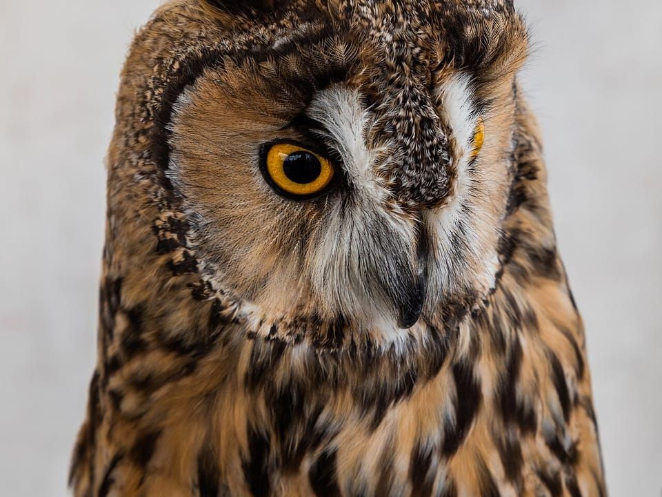A long-eared owl with orange eyes and raised ear tufts