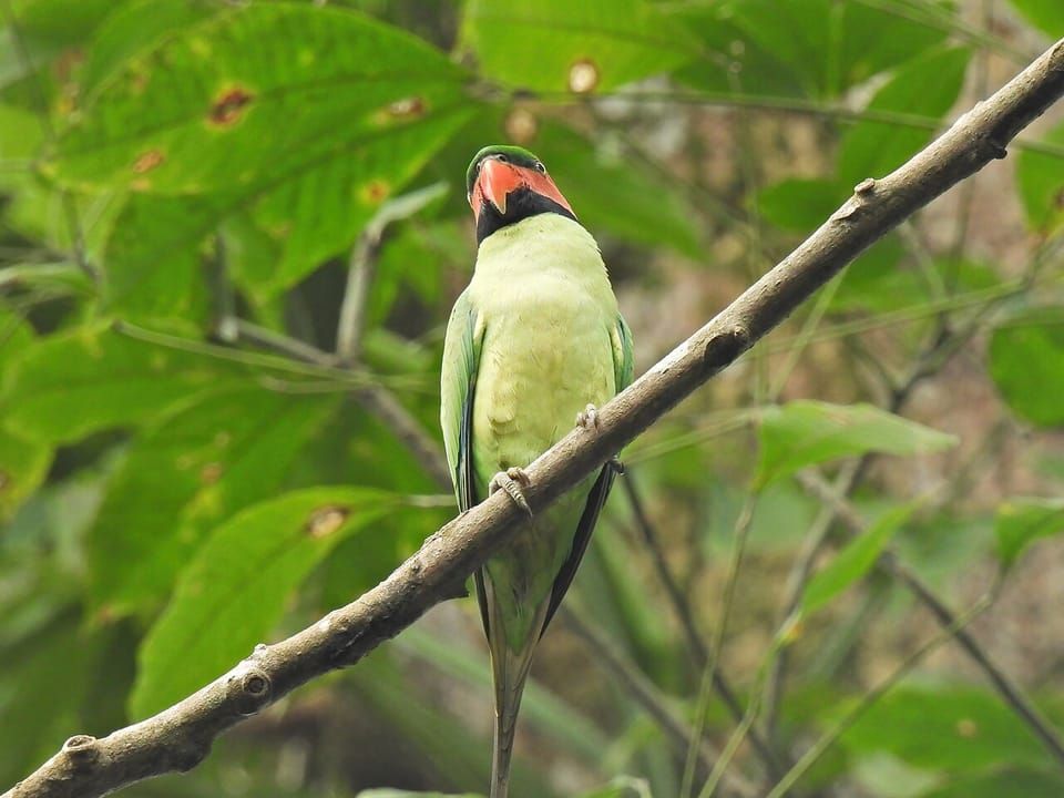 A long-tailed parakeet with a green body and a pink-red face perched on a branch