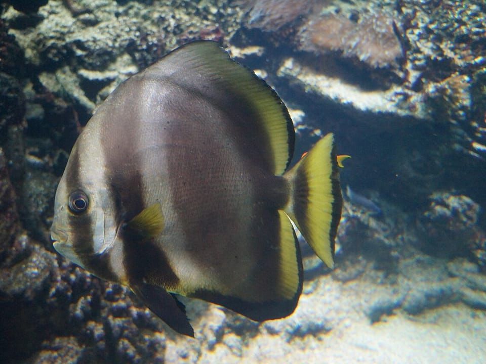 A longfin batfish with a tall, rounded body swimming near rocks