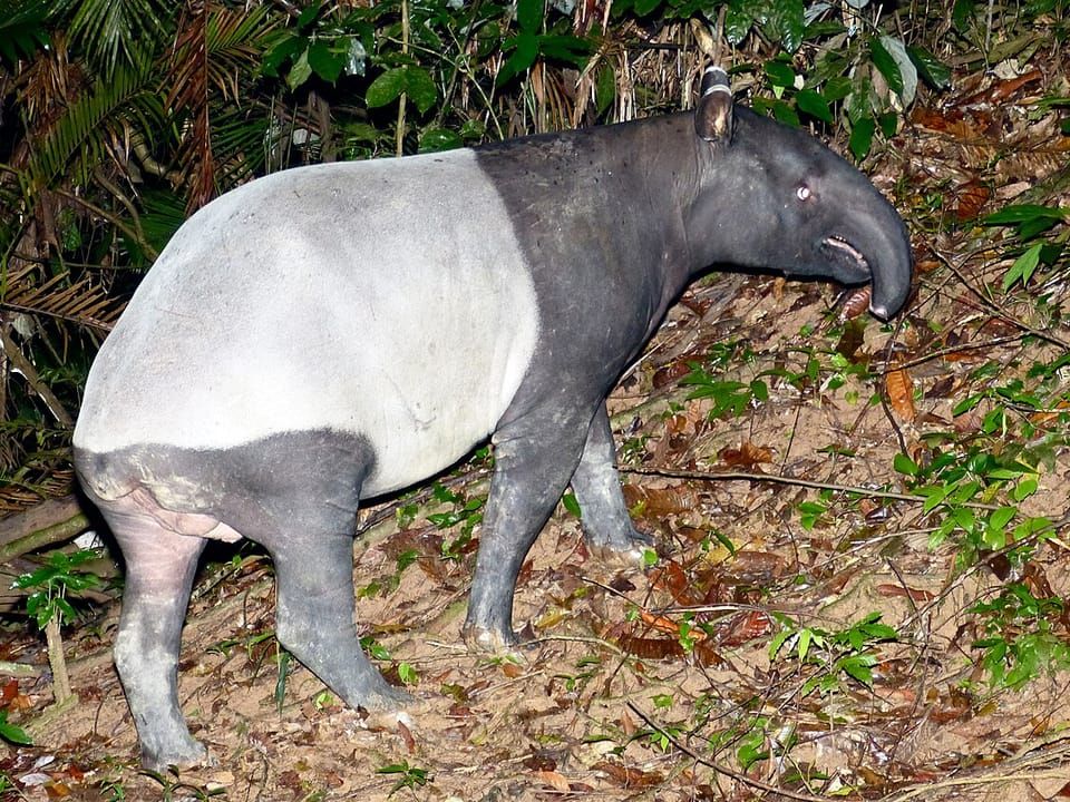 A Malayan tapir with a black and white body walking over leaf litter