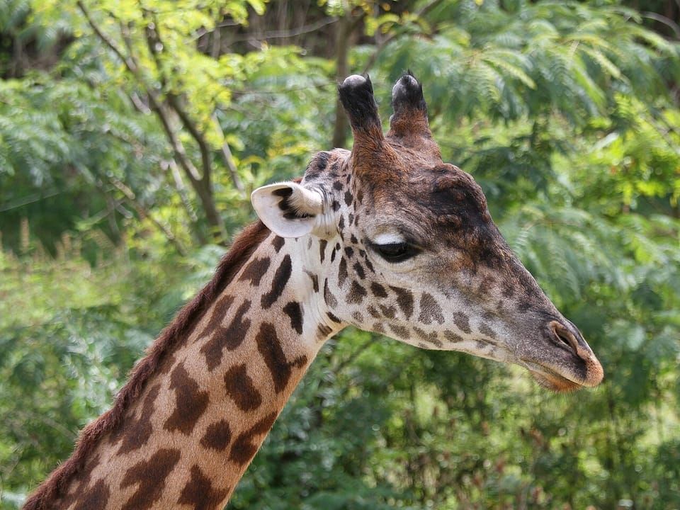 The head and neck of a Masai giraffe among green trees