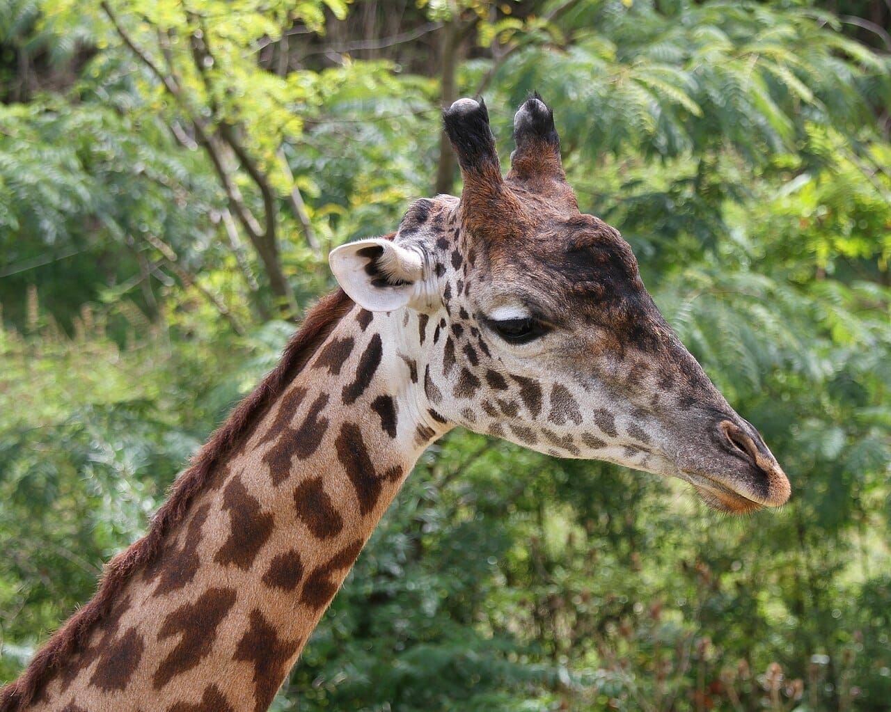 The head and neck of a Masai giraffe among green trees