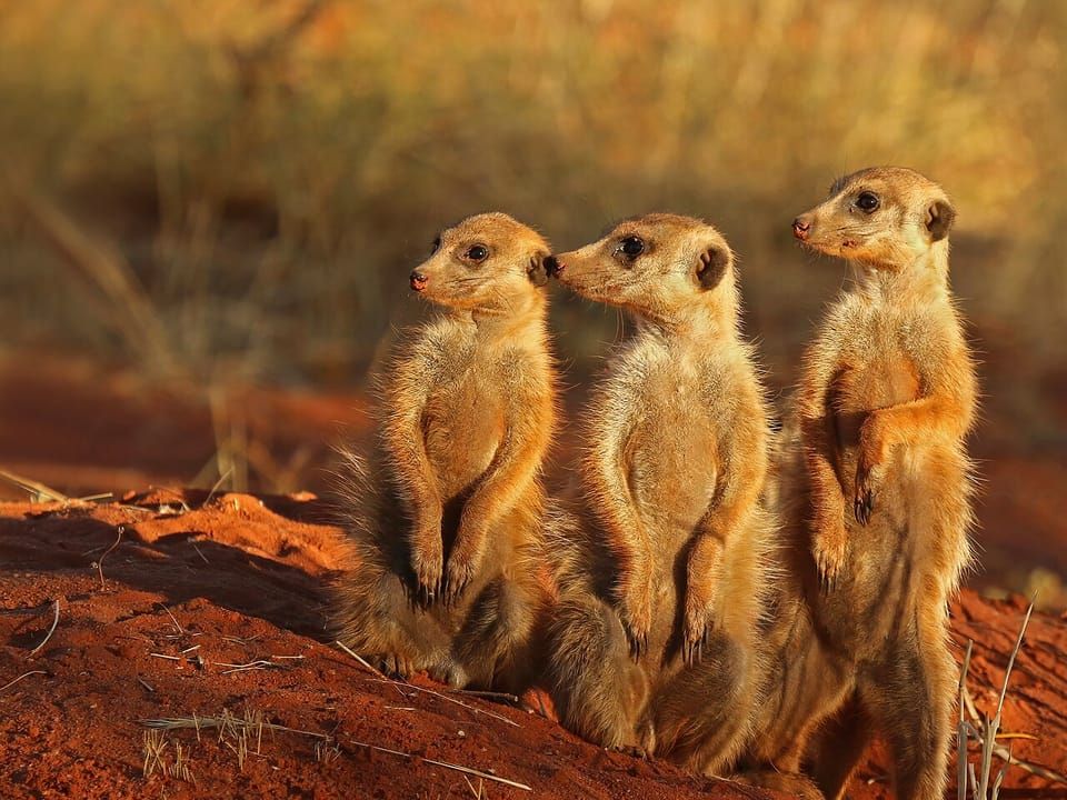 Three meerkats standing upright on a sandy mound