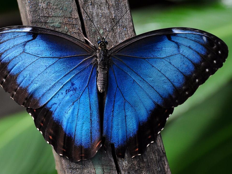 A Menelaus blue morpho butterfly with its bright blue wings open
