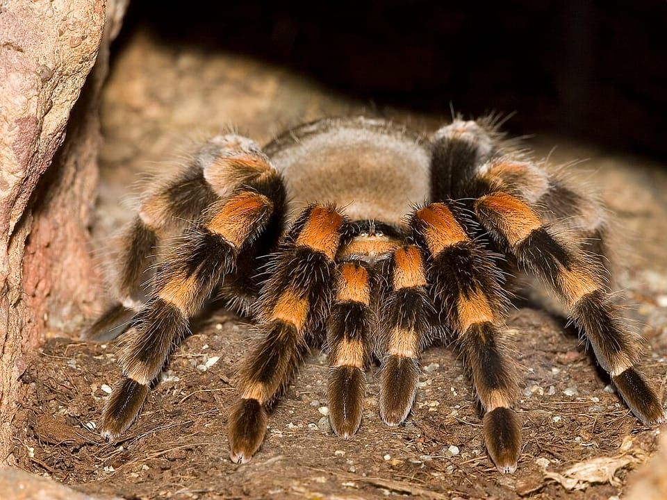 A red-kneed tarantula with orange-banded legs on soil