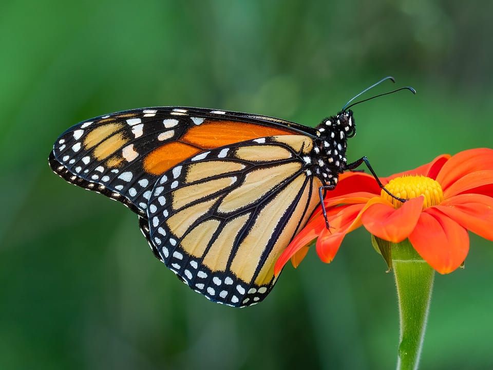 A monarch butterfly with orange and black wings feeding on a red flower
