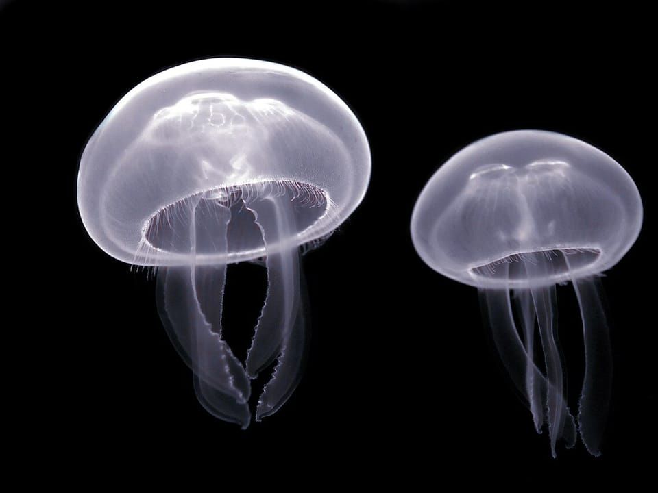 Two moon jellies drifting against a dark background