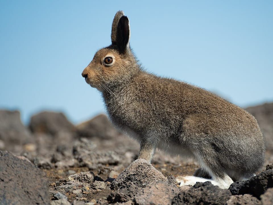 A mountain hare in its brown summer coat sitting on rocks