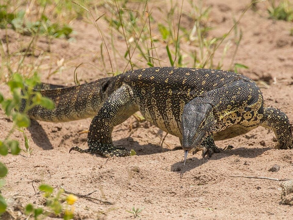A Nile monitor walking across sandy ground