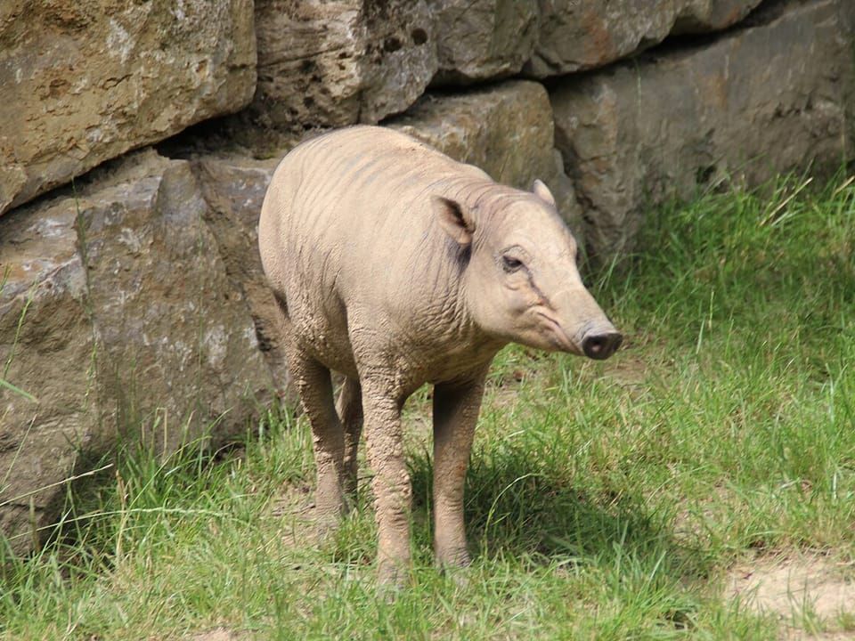 A North Sulawesi babirusa with sparse, pale grey skin standing on grass