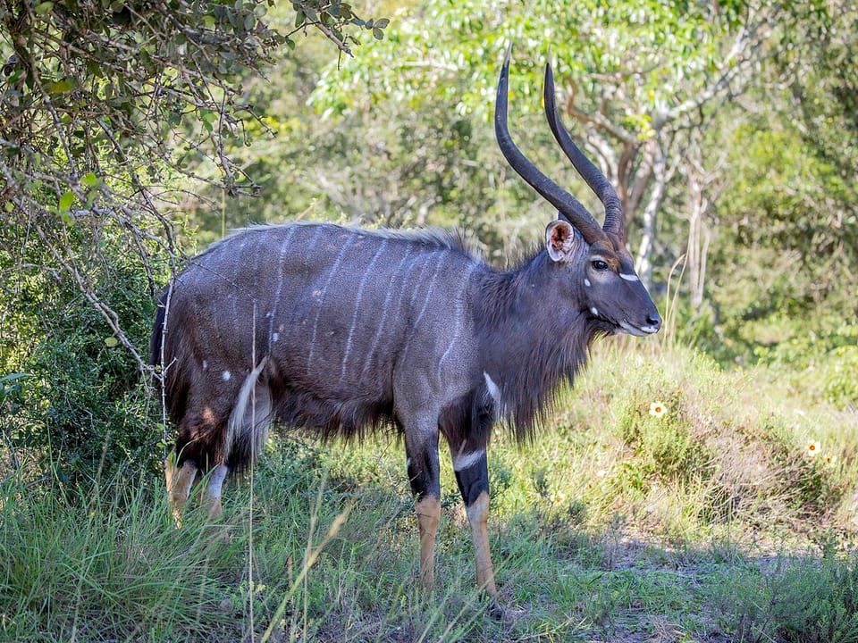 A male nyala with spiral horns and a shaggy dark coat