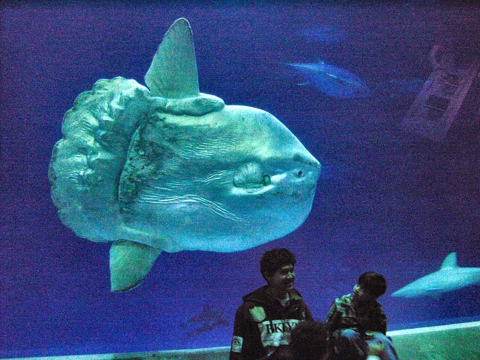 An ocean sunfish swimming in a large aquarium tank