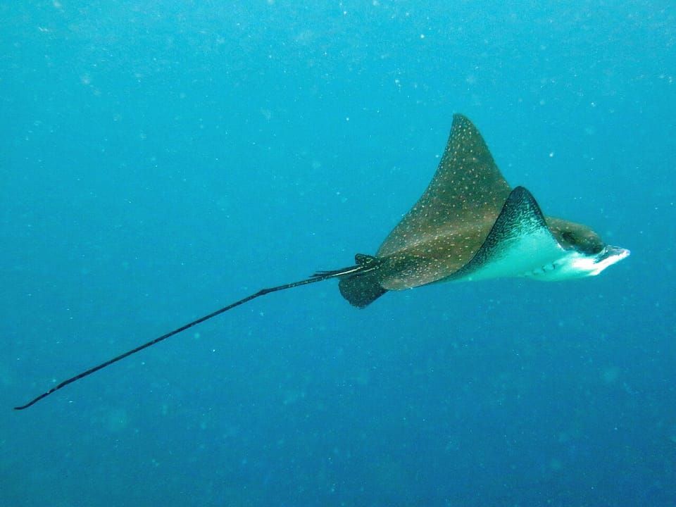 An ocellated eagle ray gliding through blue water